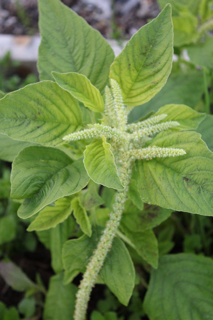 Amarat Viridis