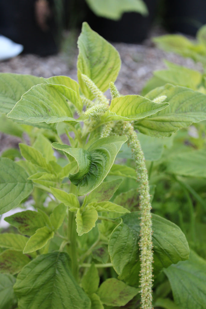 Amarat Viridis