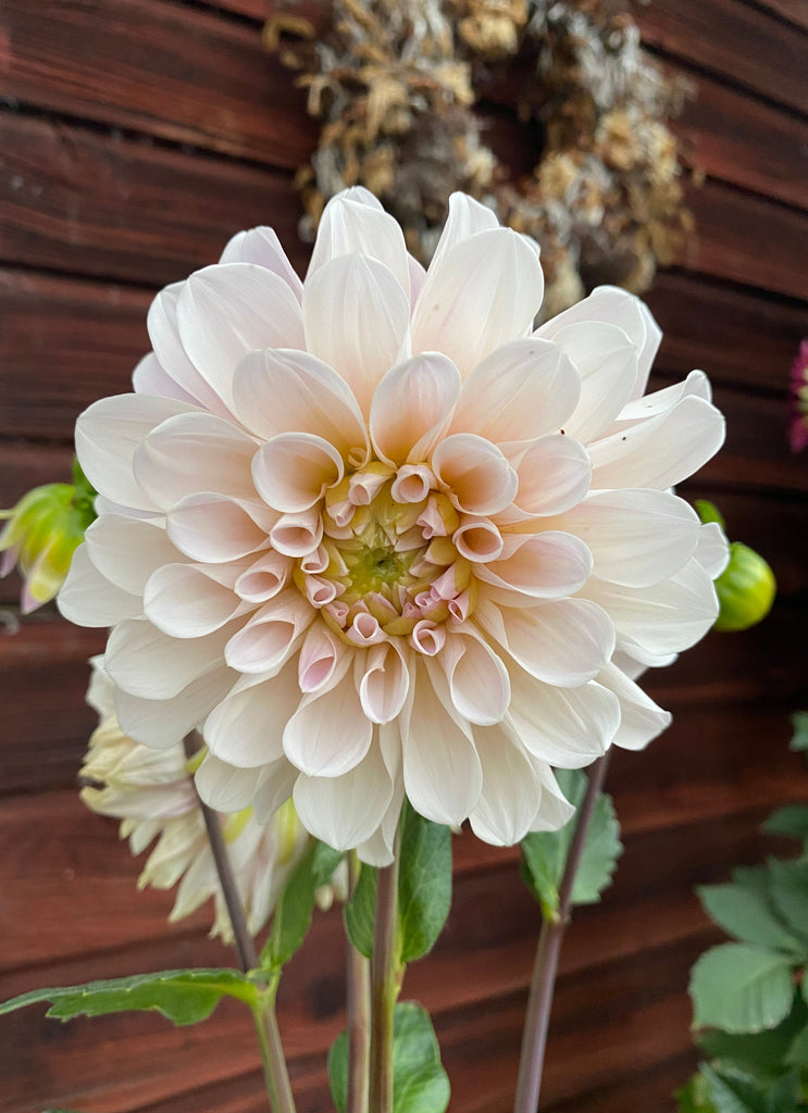 Dahlia Break Out