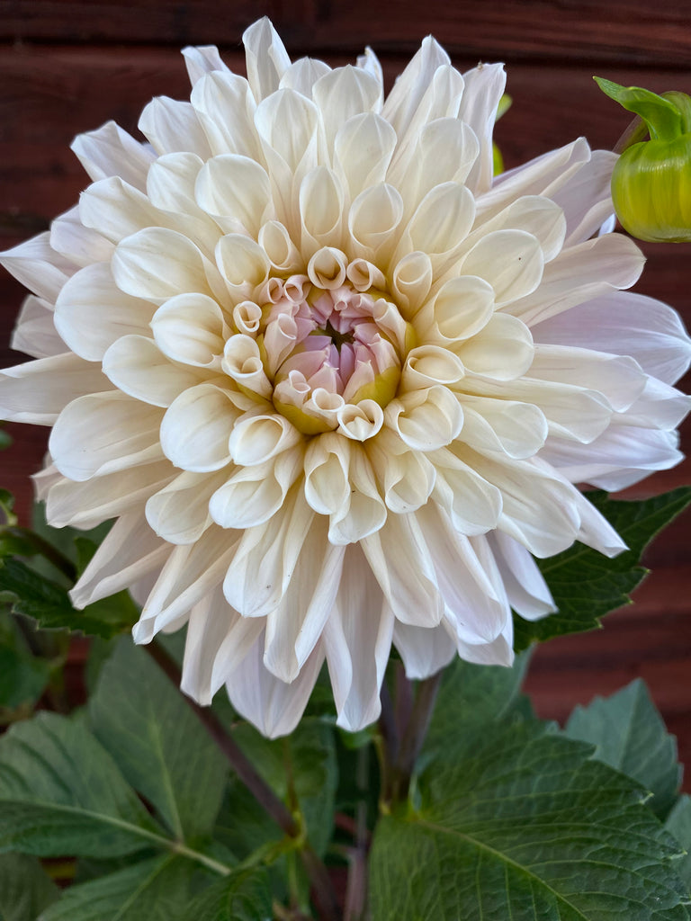 Dahlia Break Out