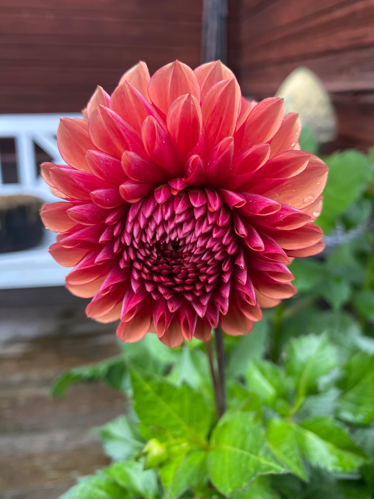 Dahlia Copperboy