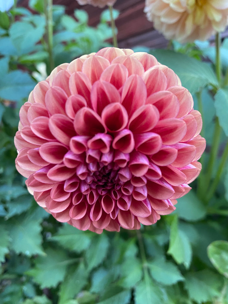 Dahlia Copperboy
