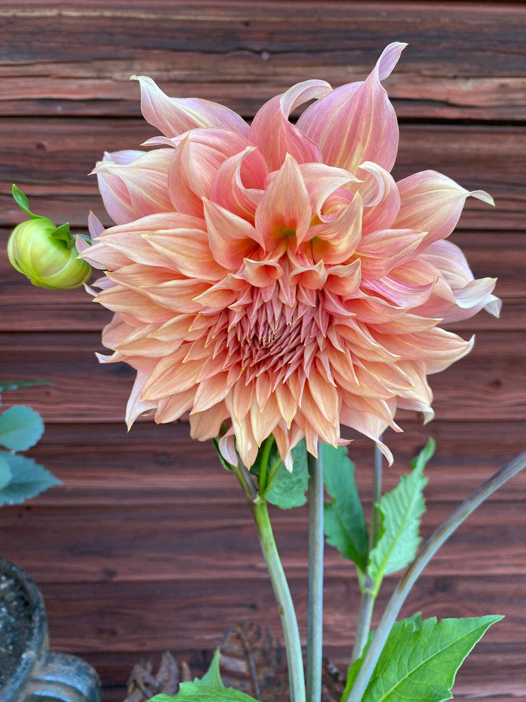 Dahlia Penhill Watermelon