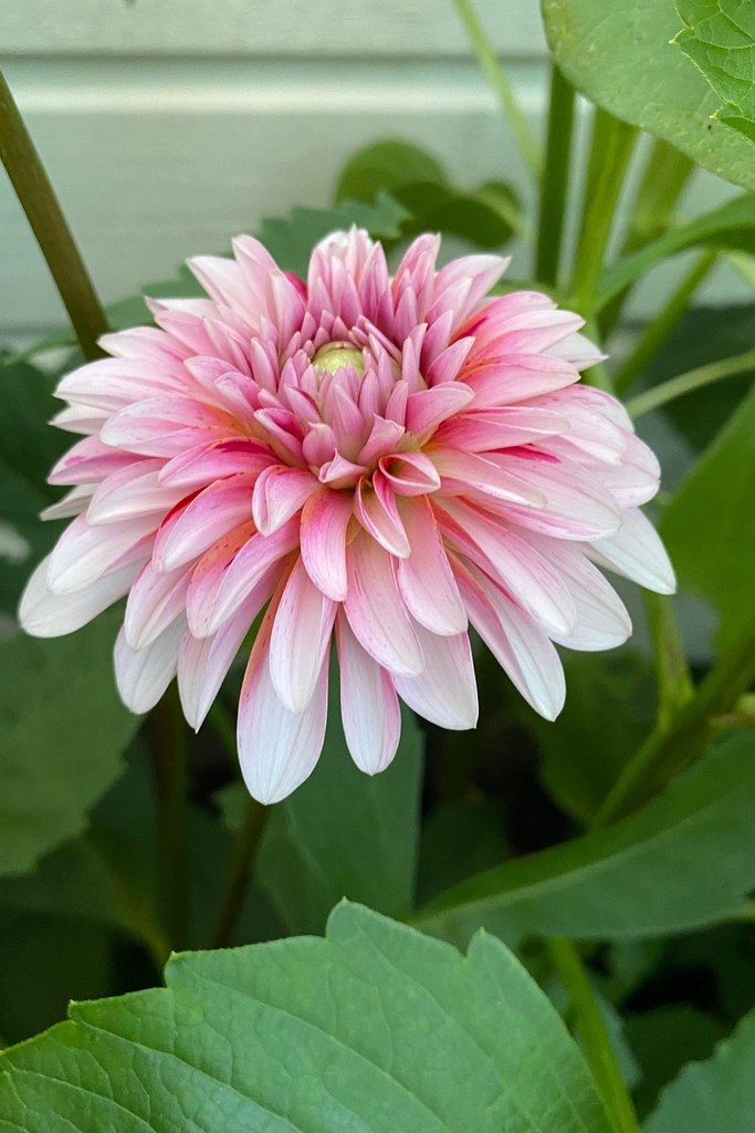 Dahlia Strawberry Cream