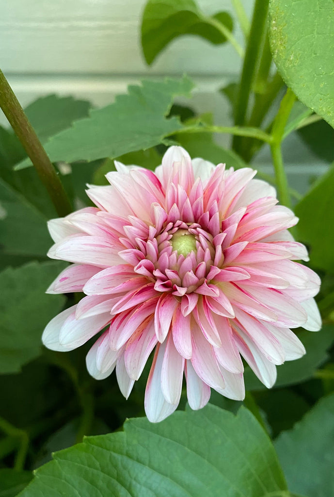 Dahlia Strawberry cream