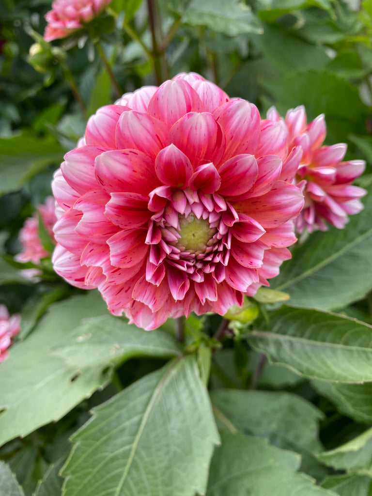 Dahlia Strawberry cream