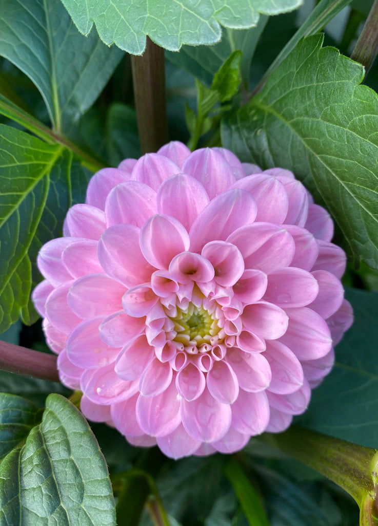 Dahlia Wizard of Oz