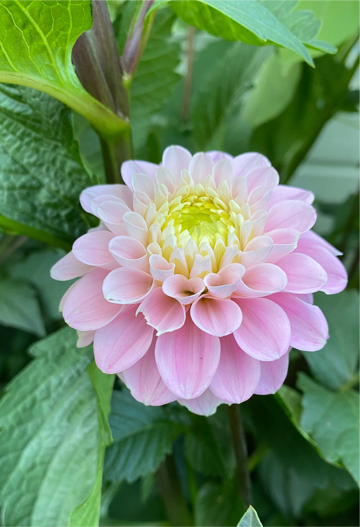 Dahlia Wizard of Oz