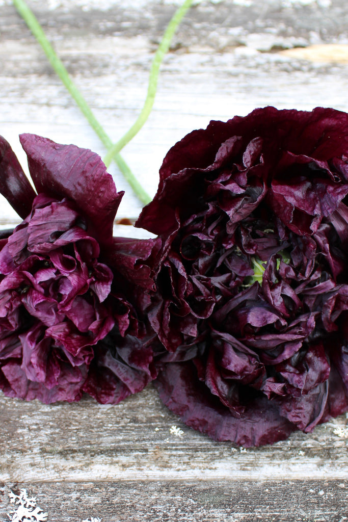 Pionvallmo ’Black Beauty’