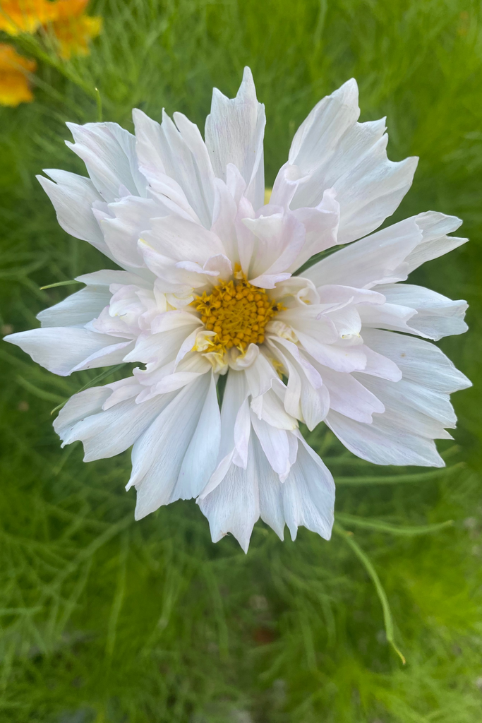 Rosenskära Double Dutch White
