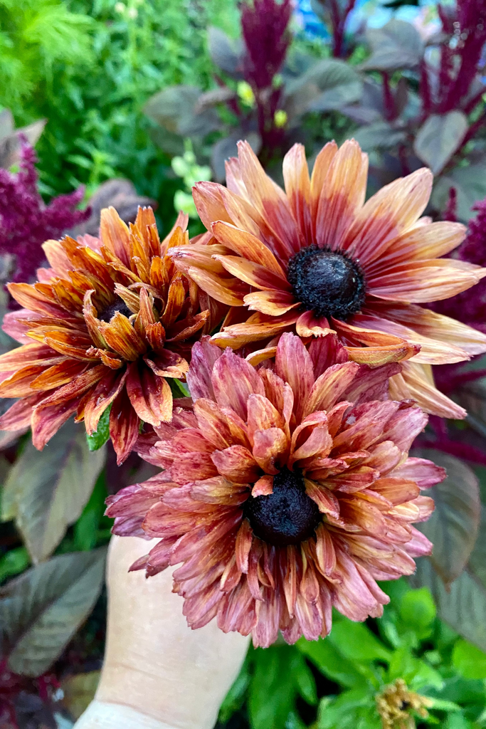 Sommarrudbeckia Sahara