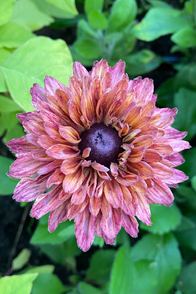 Sommarrudbeckia 'Sahara'