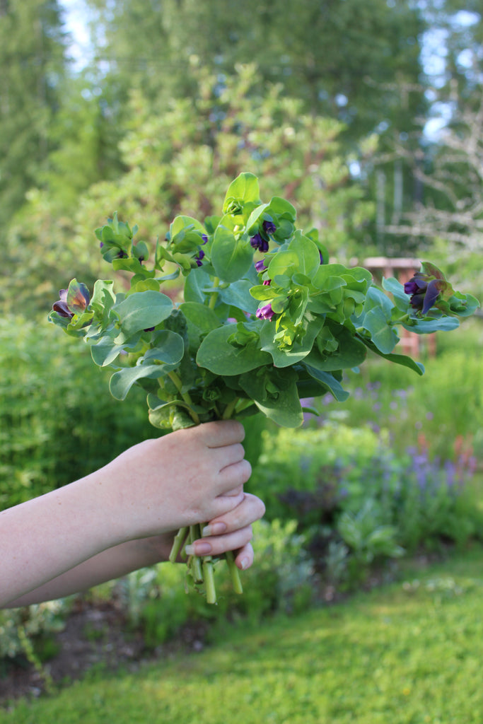 Bukett med vaxblommor
