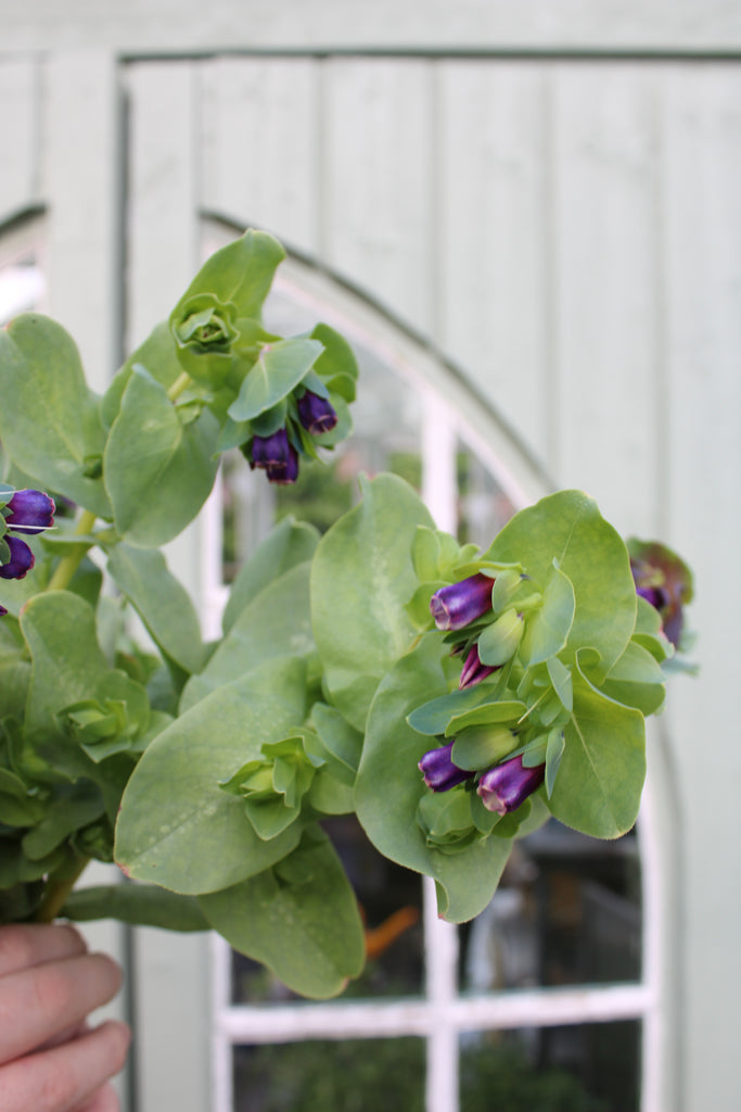 Vaxblomma