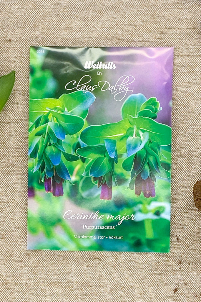 Vaxblomma purpurascens Claus Dalby