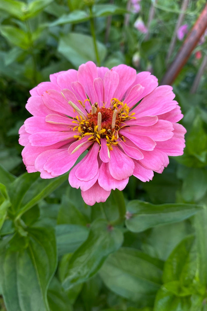 Zinnia 'Luminosa'