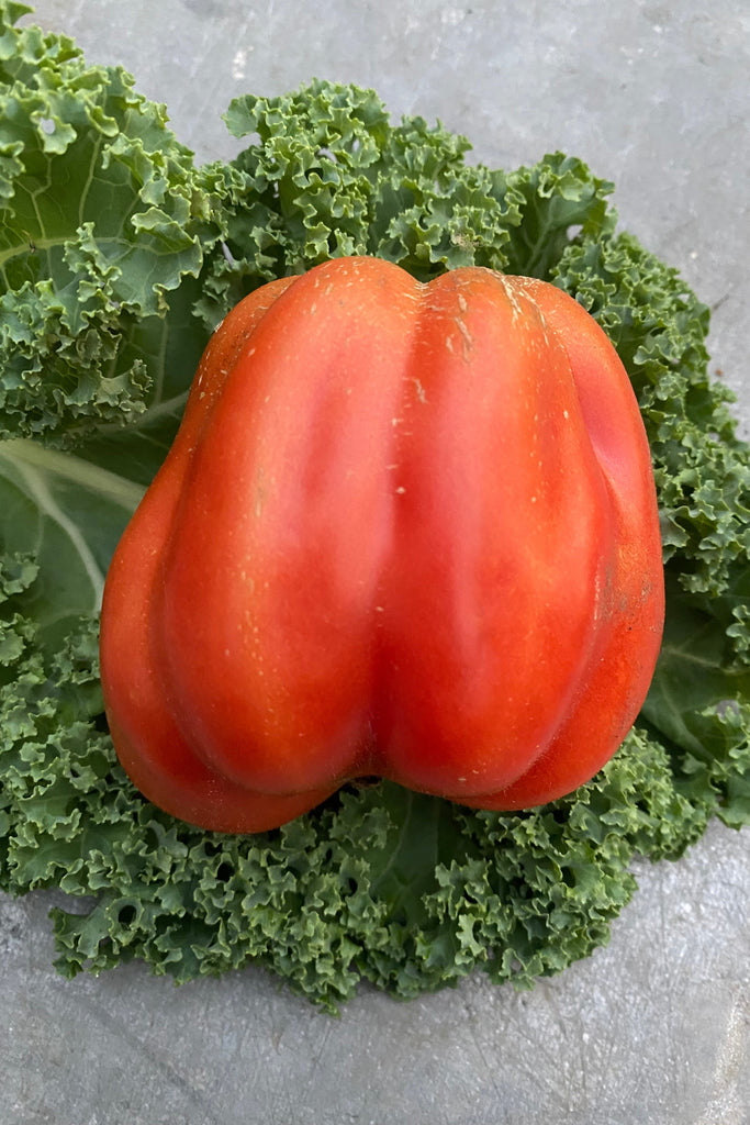 Canestrino bifftomat