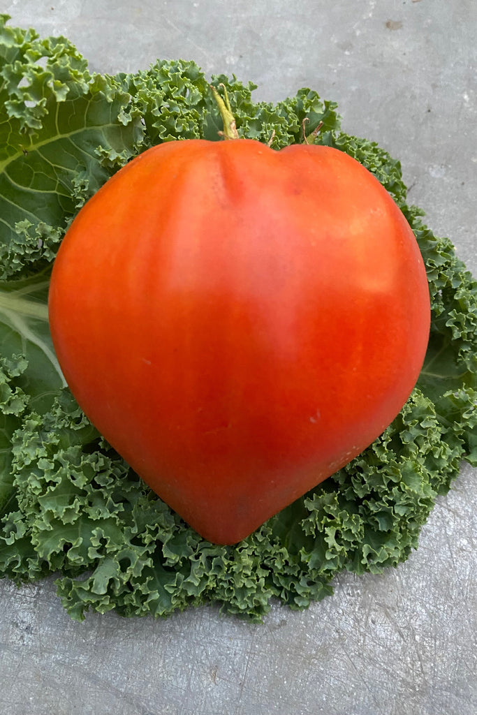 coeur_de_boeuf oxheart
