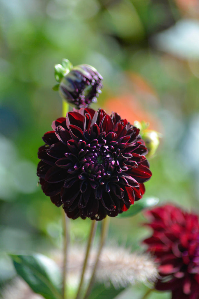 dahlia_la_recoleta