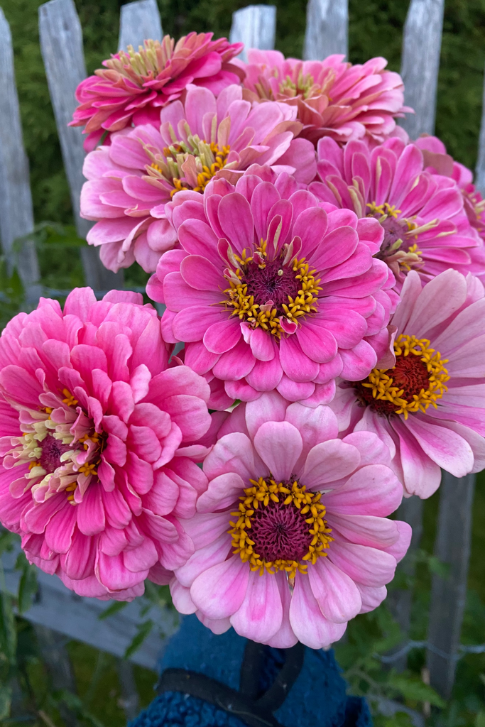 zinnia luminosa