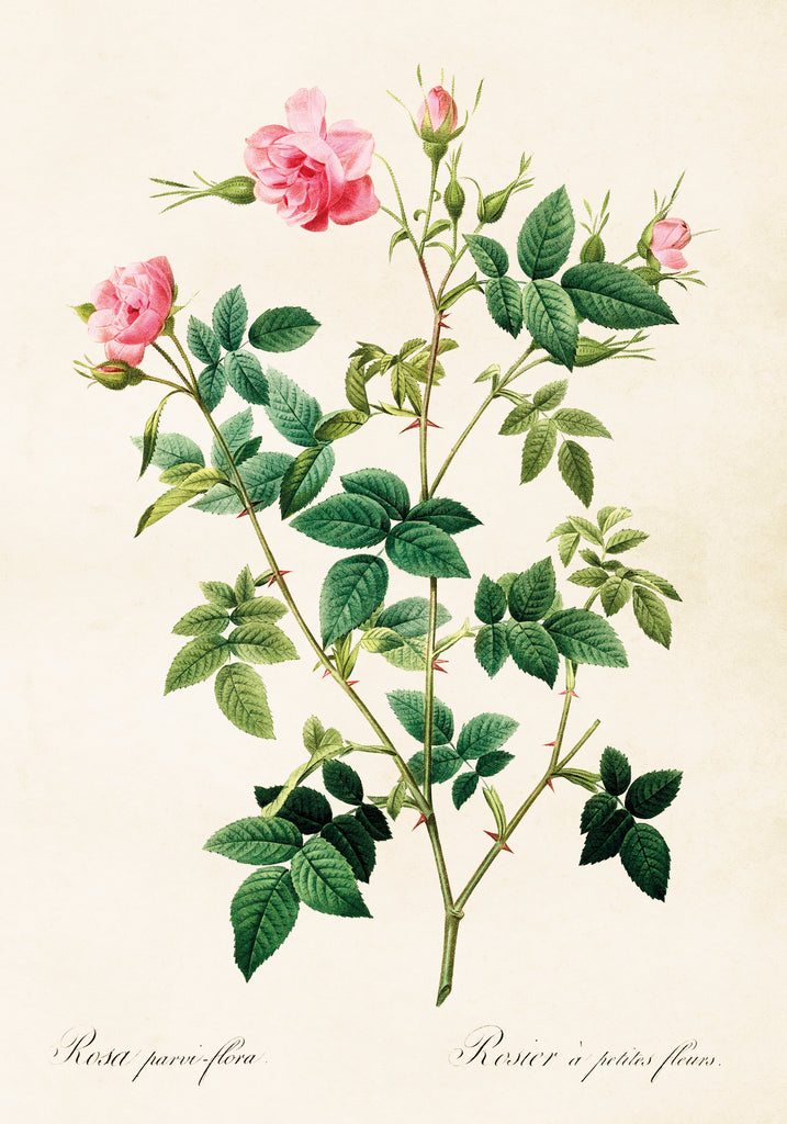 Plansch med motiv av rosa parvi-flora