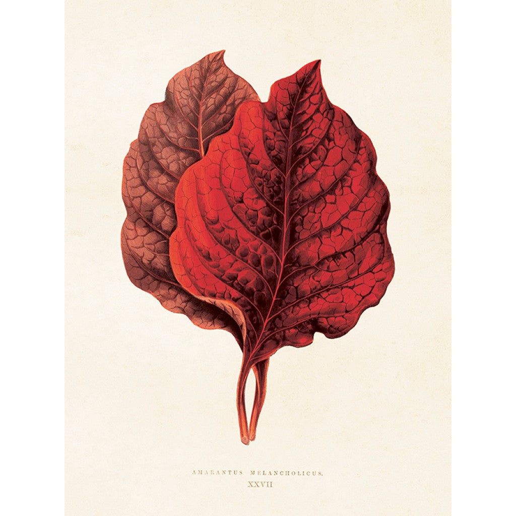Poster amarantus melacholicus